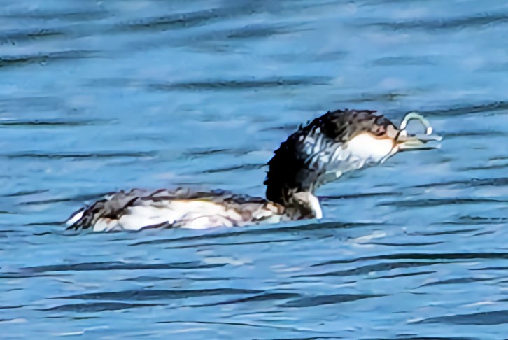 Horned Grebe - ML611381073