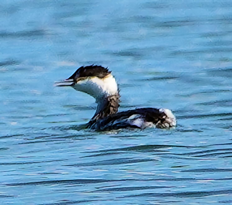 Horned Grebe - ML611381076