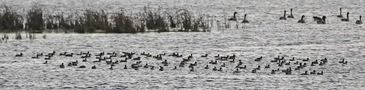 Green-winged Teal - ML611381182