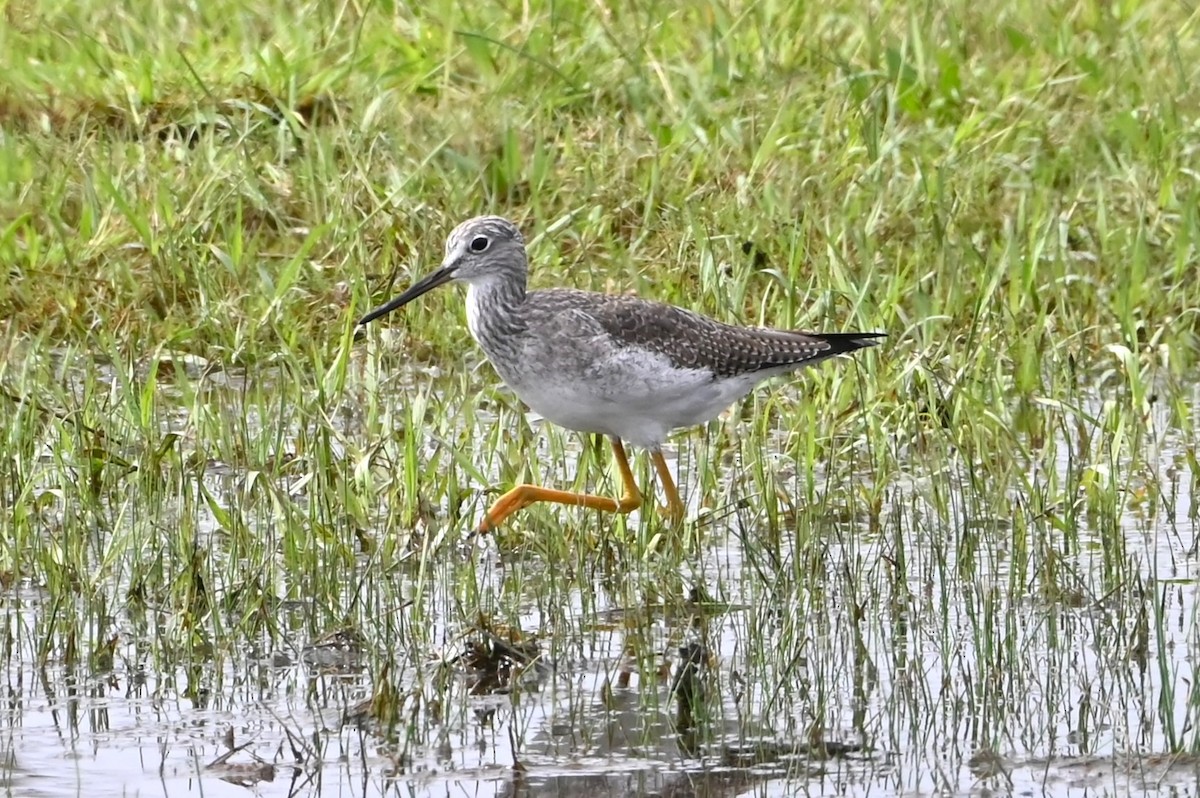 Greater Yellowlegs - ML611381219