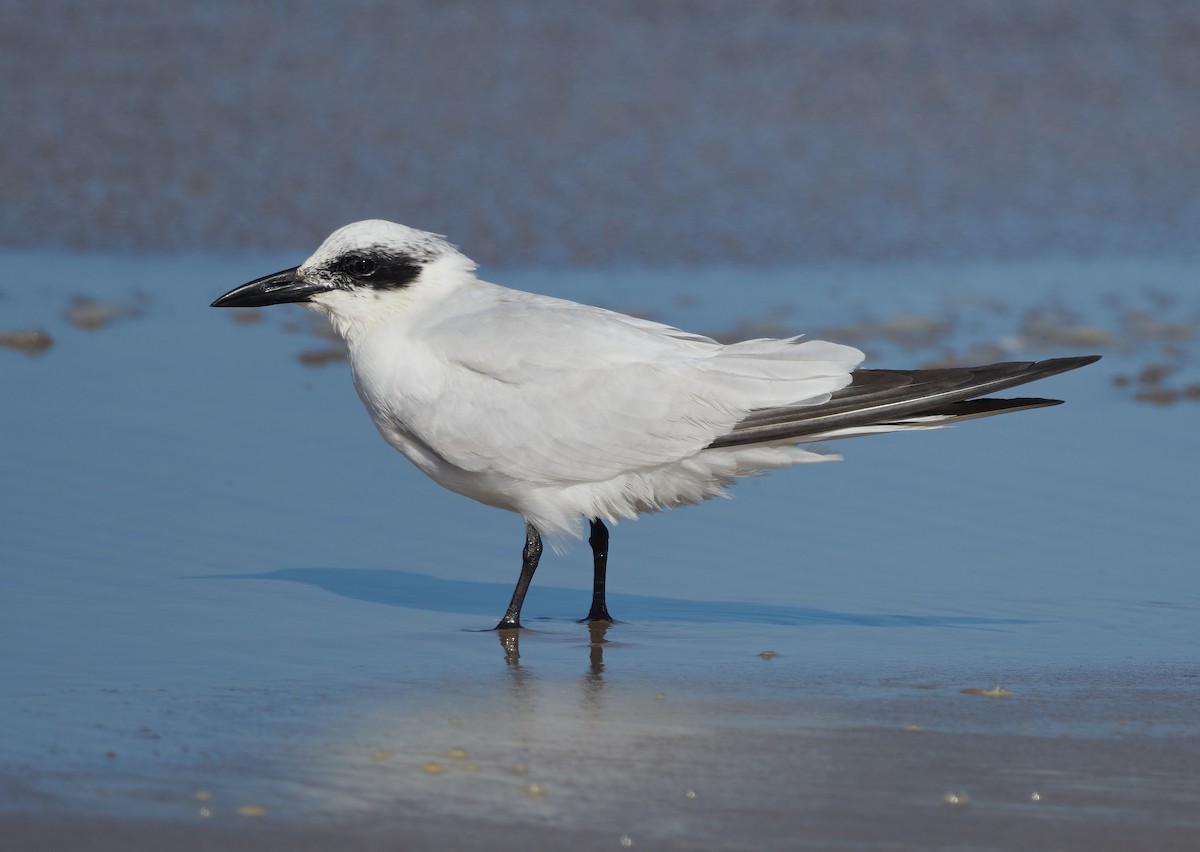 Australian Tern - ML611381335