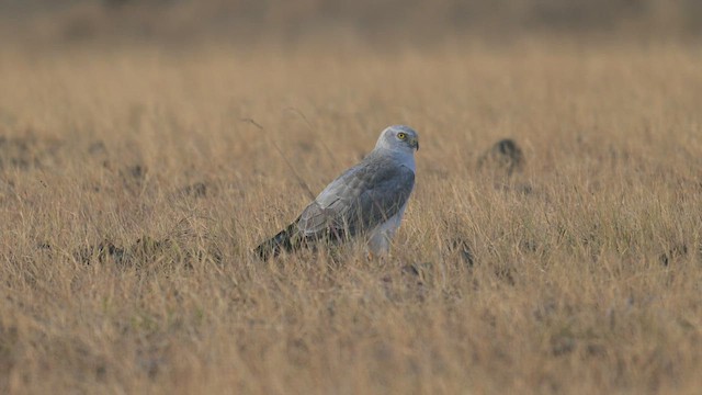 Pallid Harrier - ML611381383