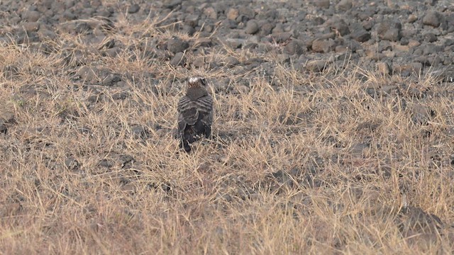 Pallid Harrier - ML611381385