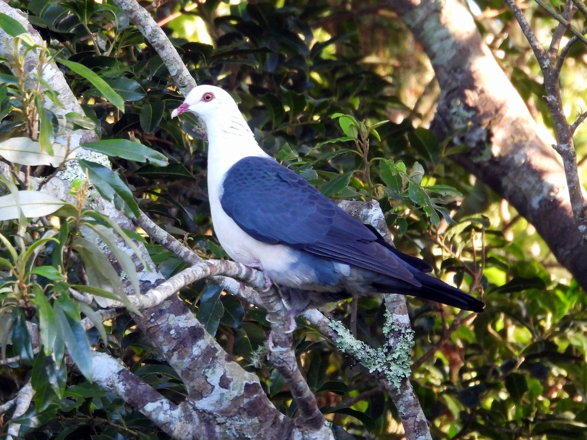 White-headed Pigeon - Kevin Seymour