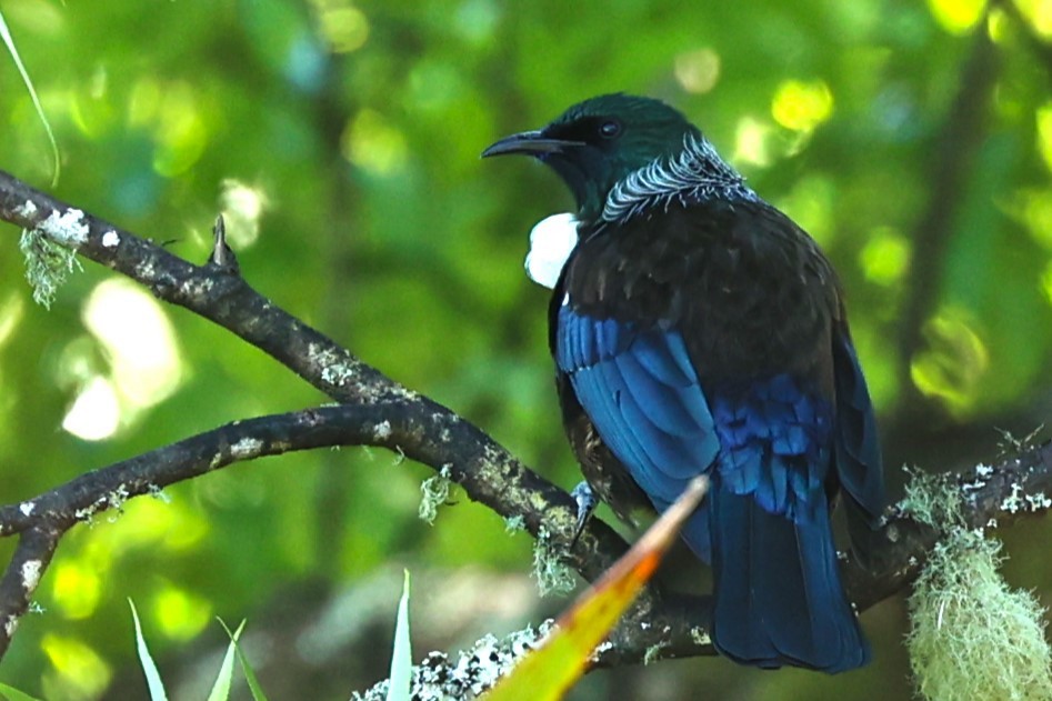 Tui - ML611381443