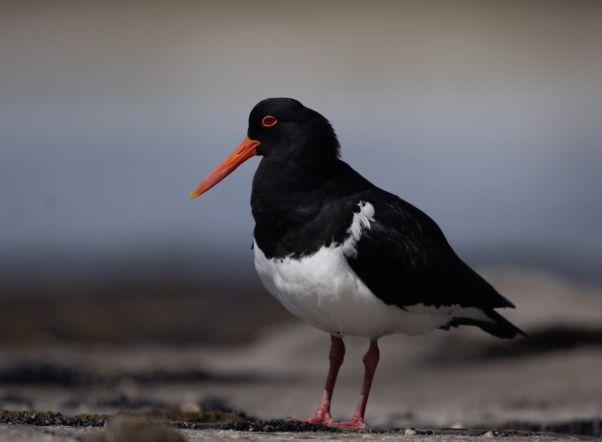 Pied Oystercatcher - ML611381463