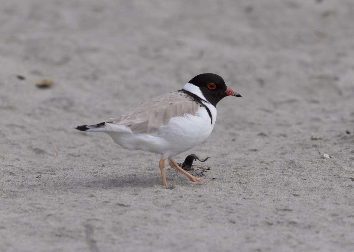 Hooded Plover - ML611381465