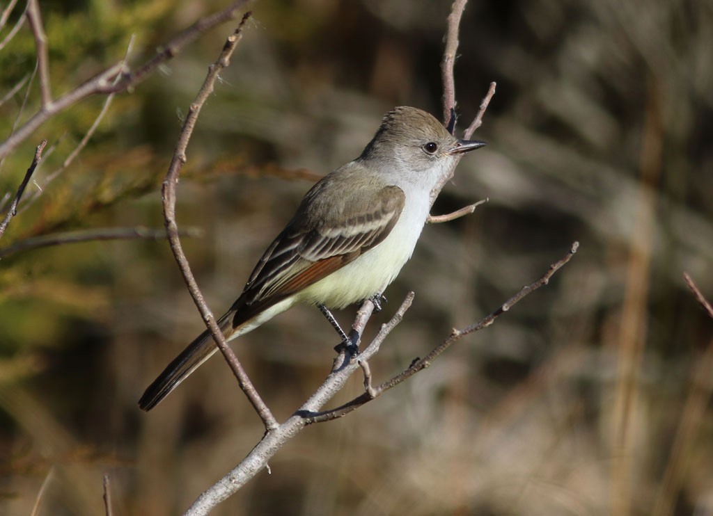 Ash-throated Flycatcher - ML611381521