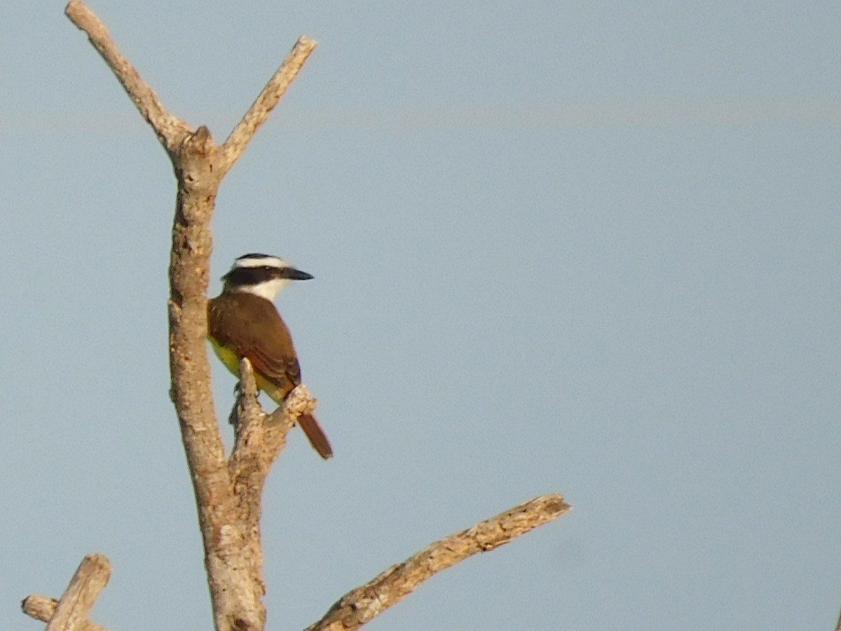 Great Kiskadee - ML611381553