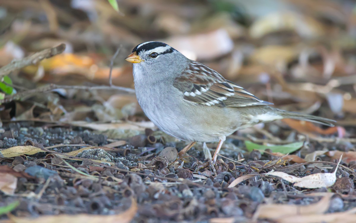 White-crowned Sparrow - ML611381570