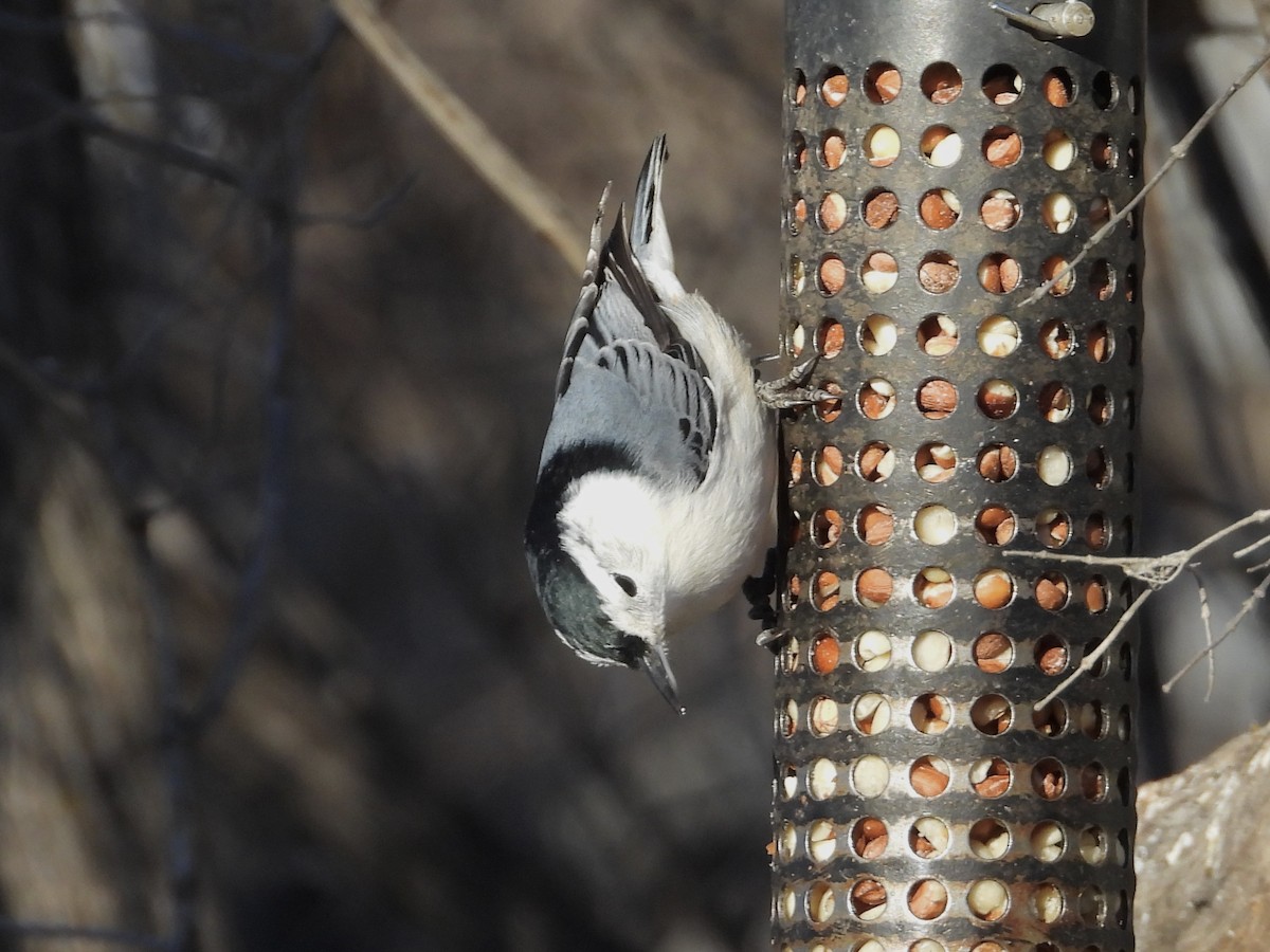 White-breasted Nuthatch - ML611381573