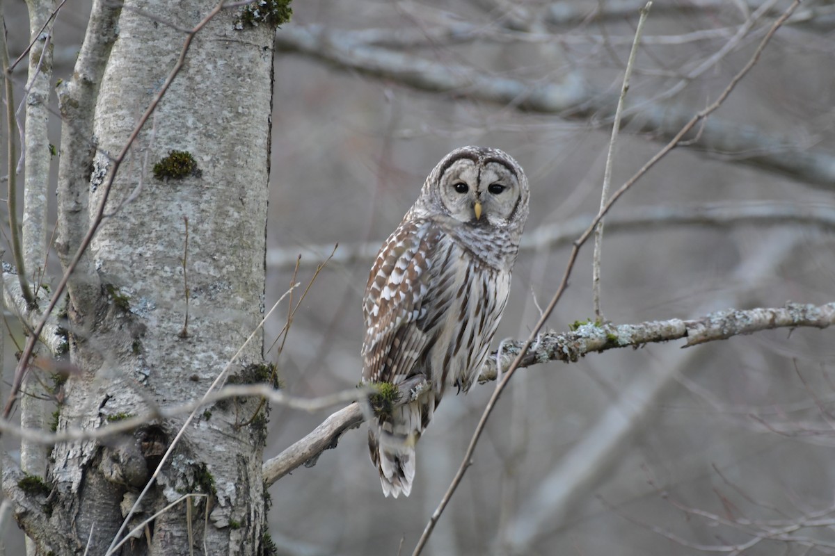 Barred Owl - ML611381575