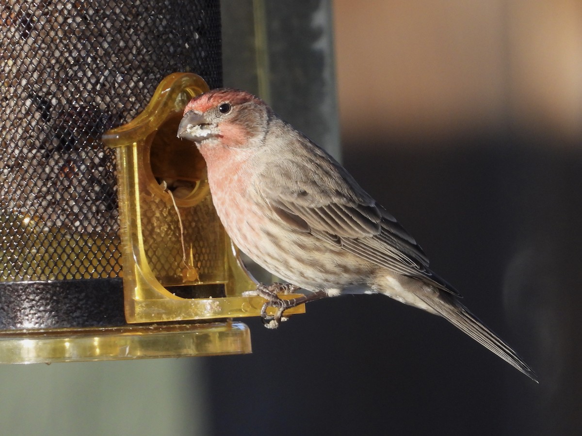 House Finch - ML611381587