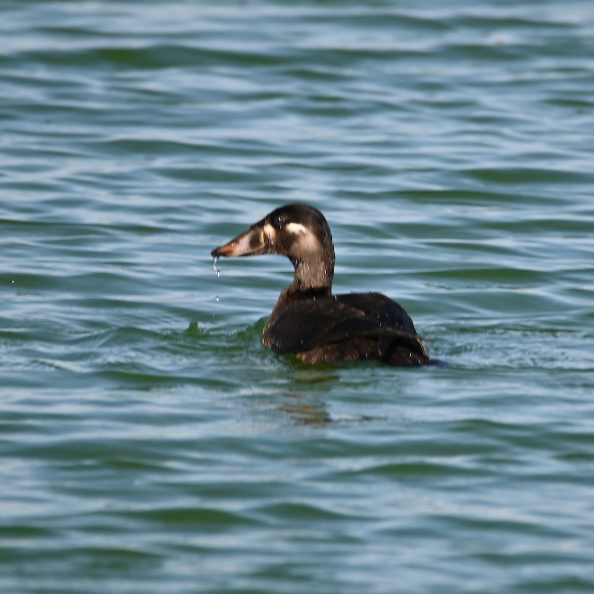 Surf Scoter - Ben Dixon