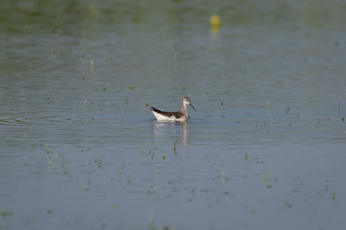 Falaropo Tricolor - ML611381601