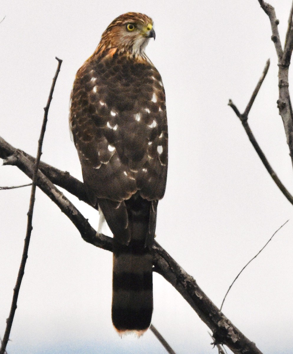 Cooper's Hawk - Jason C. Martin