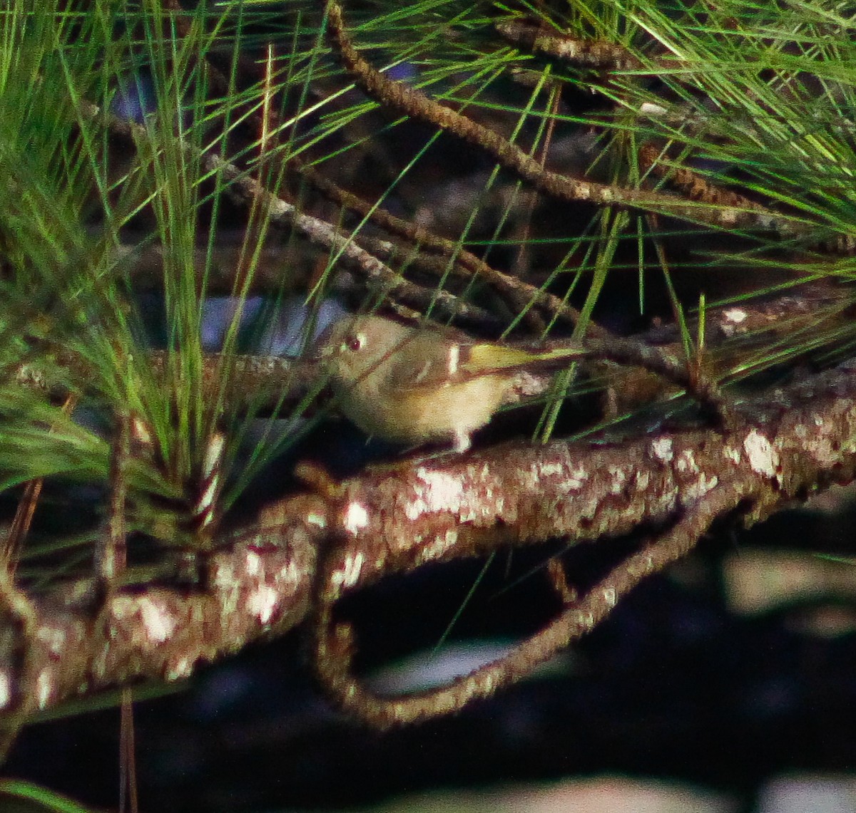 Ruby-crowned Kinglet - ML611381685