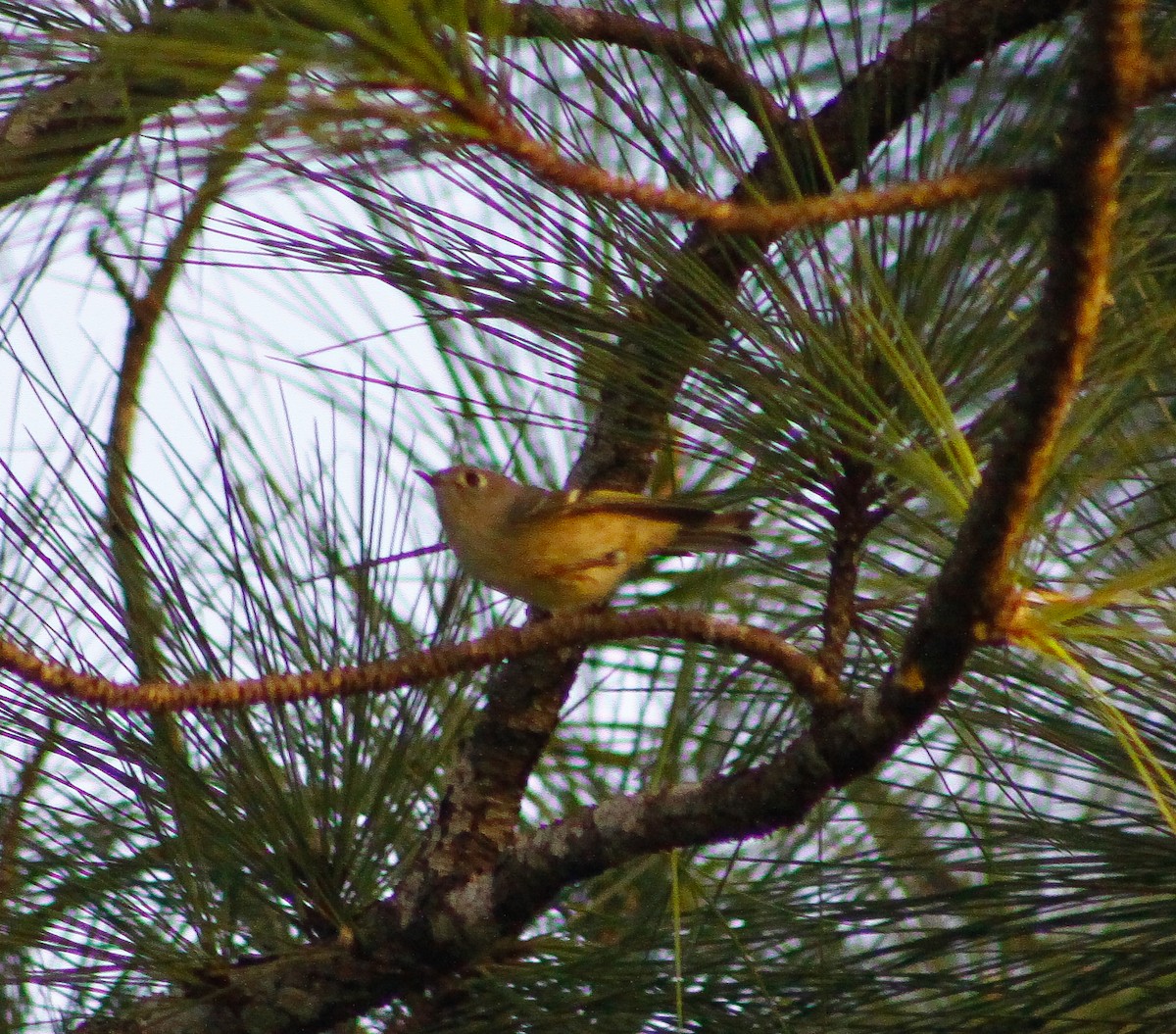 Ruby-crowned Kinglet - ML611381727