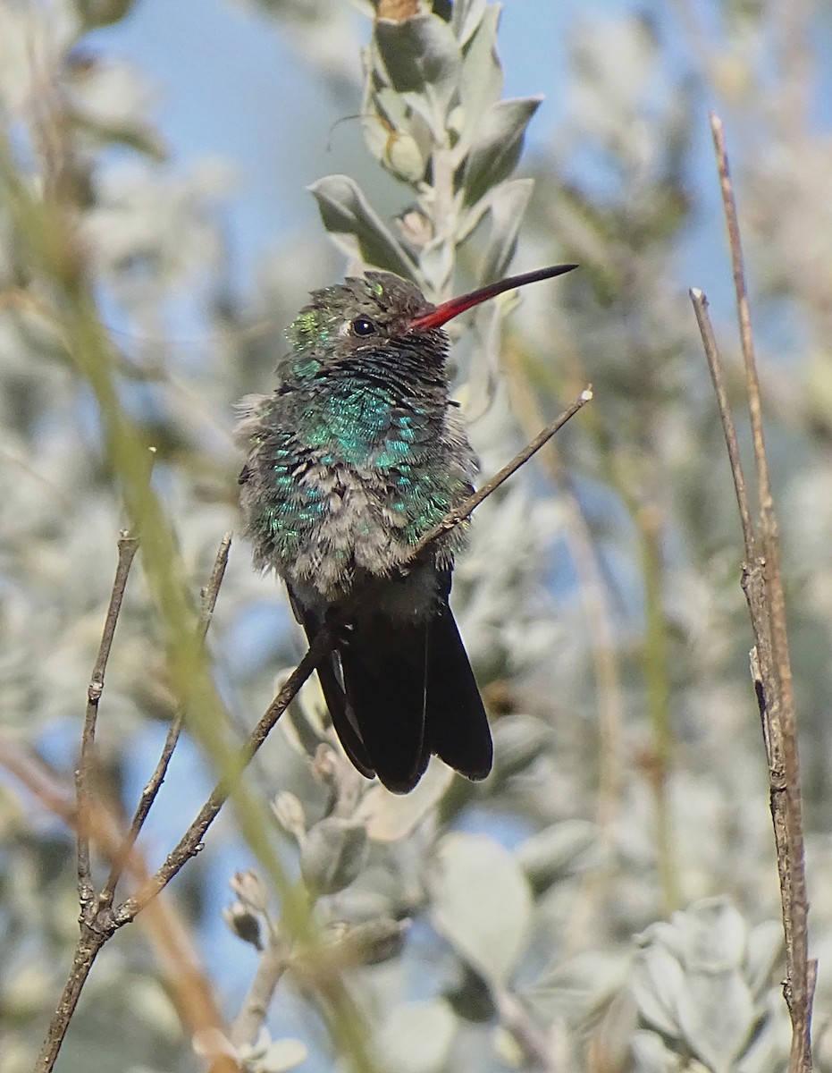 Broad-billed Hummingbird - Nancy Overholtz