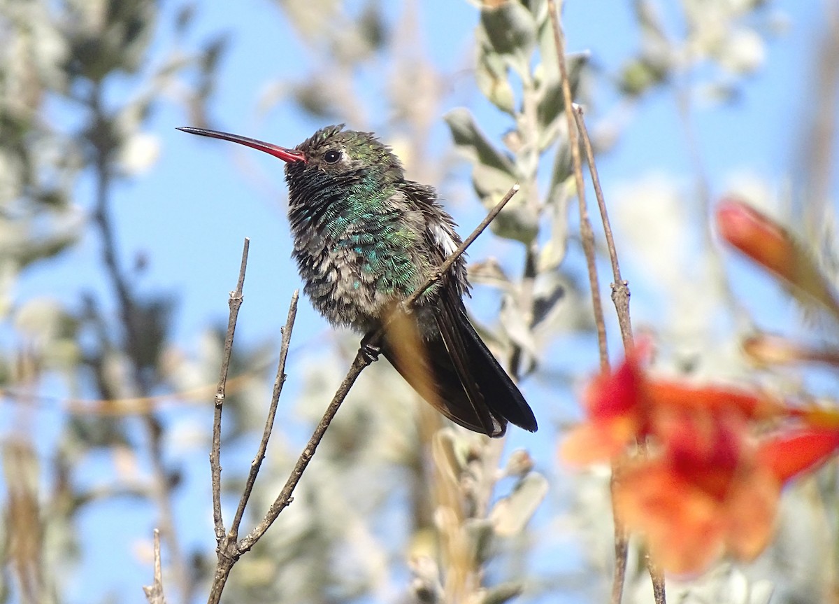 Broad-billed Hummingbird - ML611381762