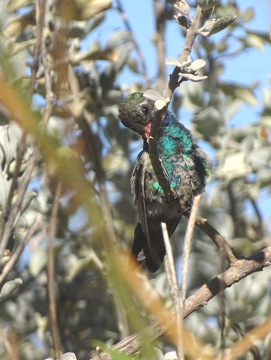 Broad-billed Hummingbird - ML611381764