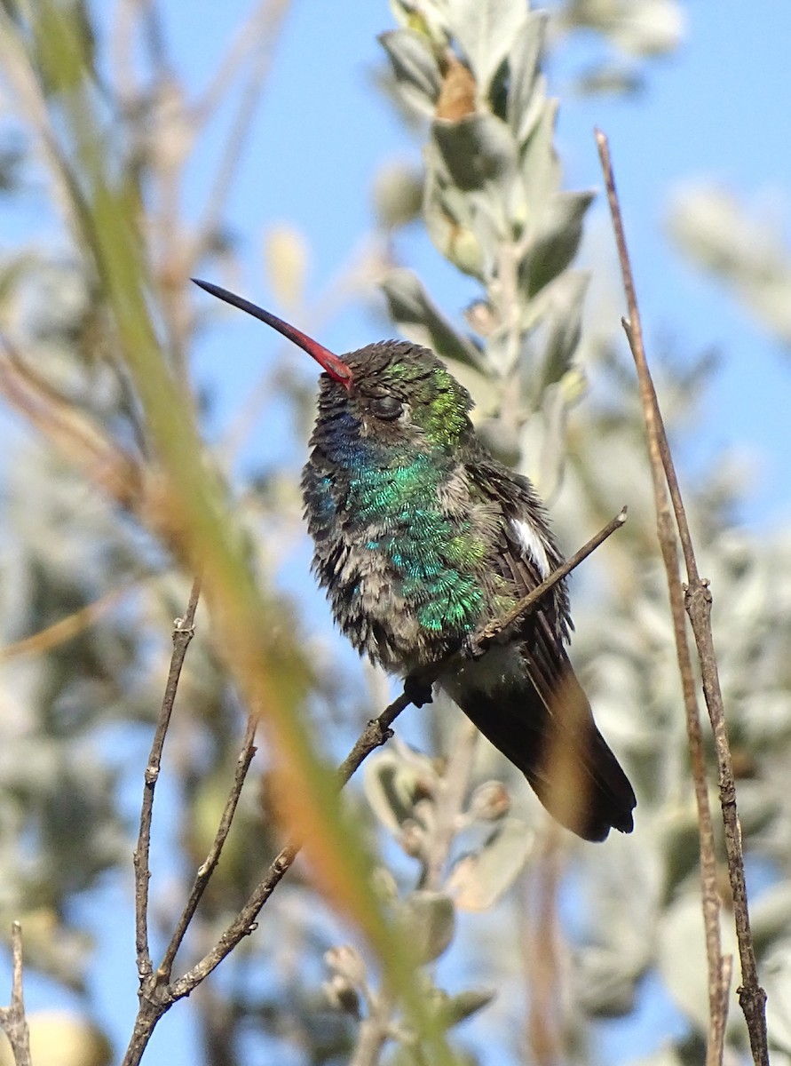 Broad-billed Hummingbird - ML611381765