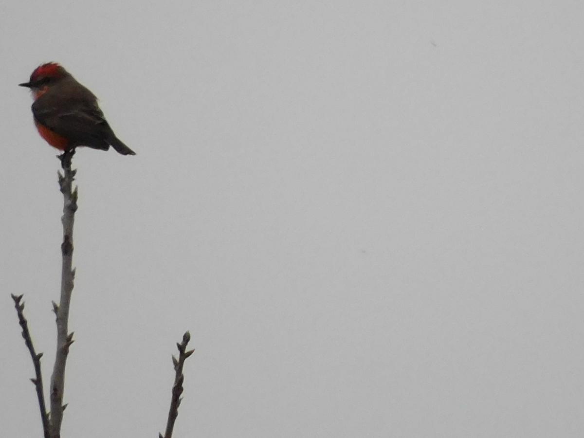 Vermilion Flycatcher - ML611381766