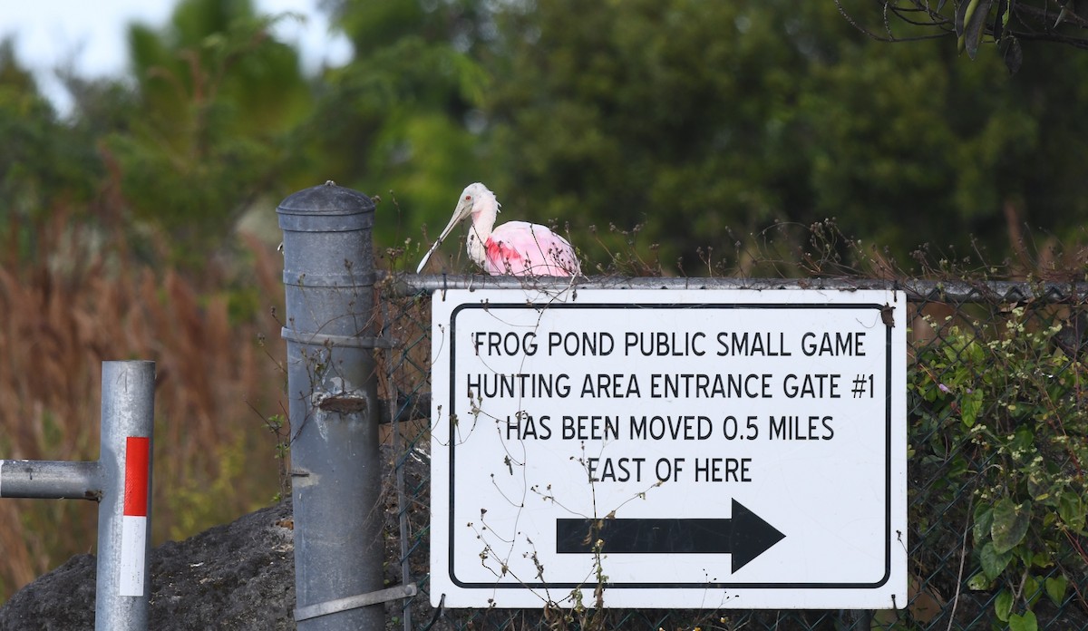 Roseate Spoonbill - Sze On Ng (Aaron)