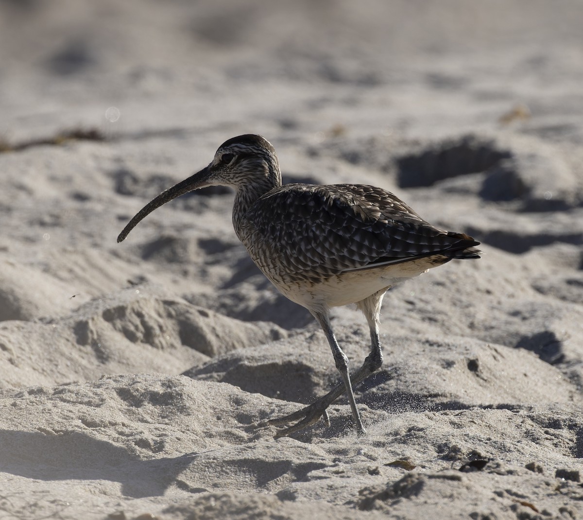 Whimbrel - ML611381802