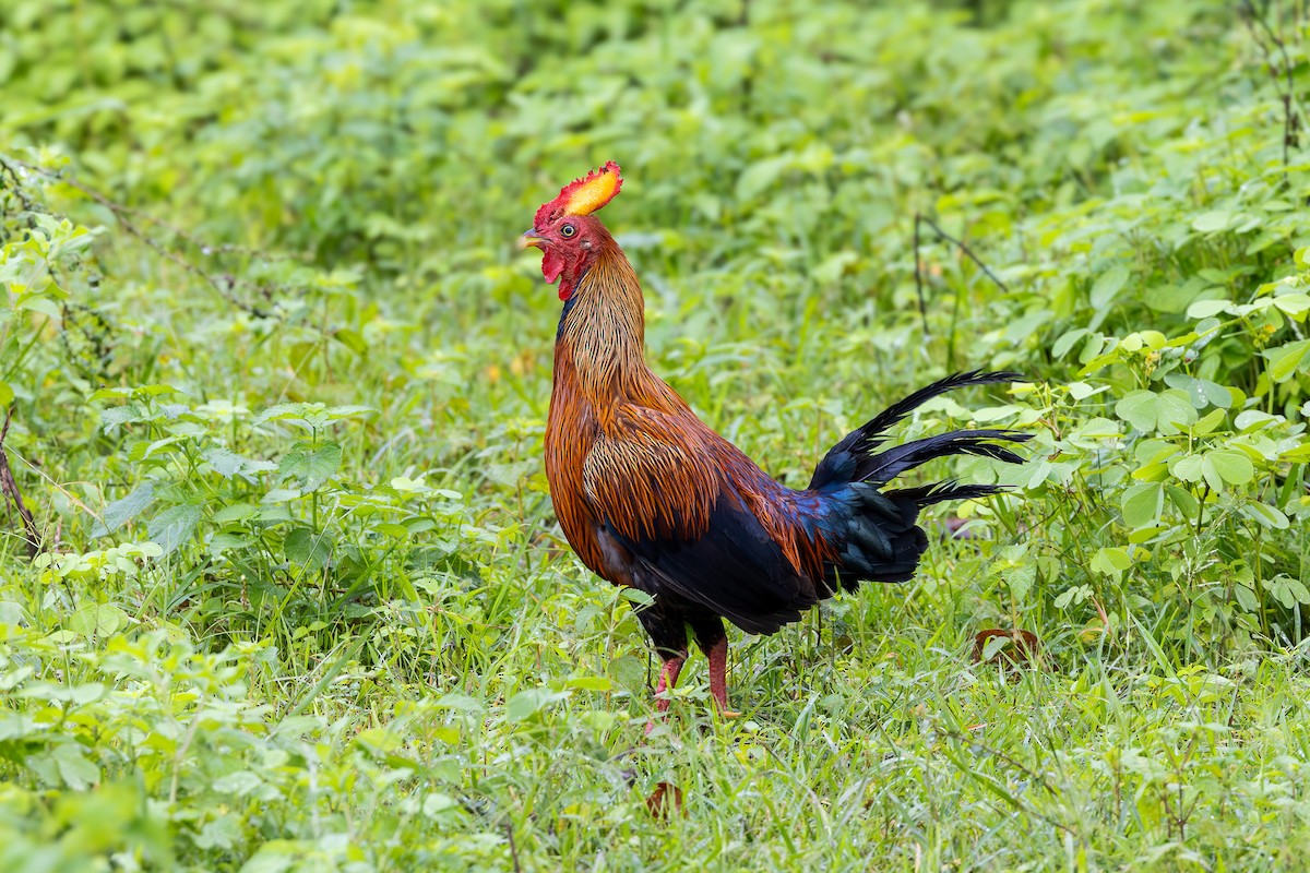 Sri Lanka Junglefowl - ML611381803