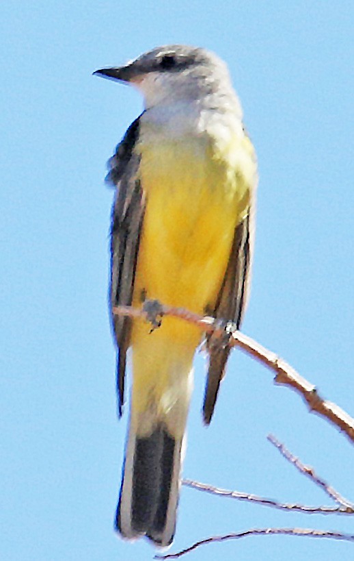 Western Kingbird - ML611381921