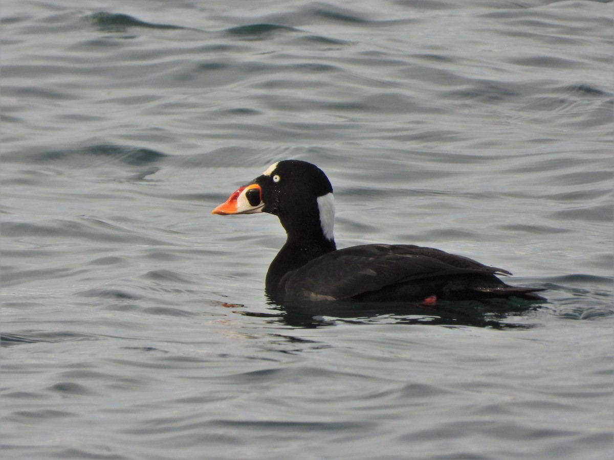 Surf Scoter - ML611381988