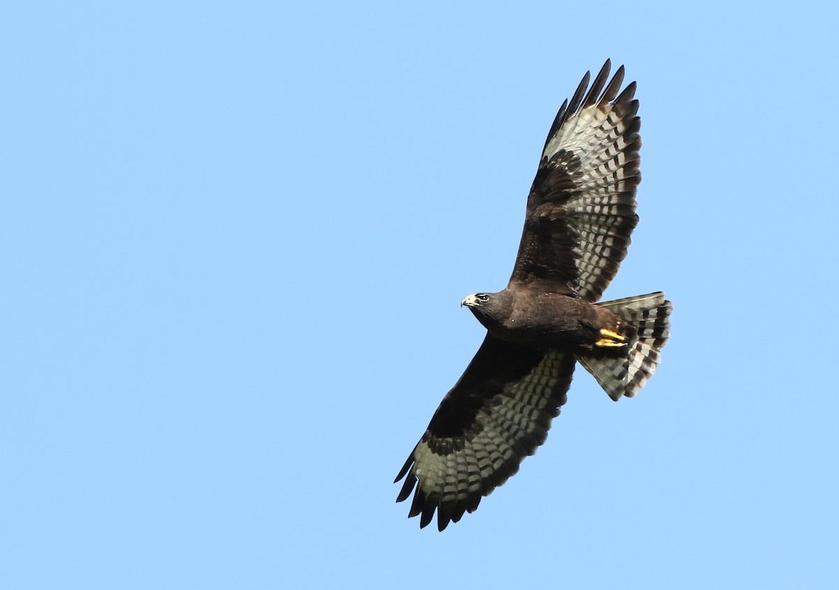 Short-tailed Hawk - Luke Seitz