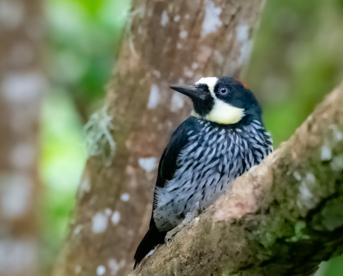 Acorn Woodpecker - ML611382025