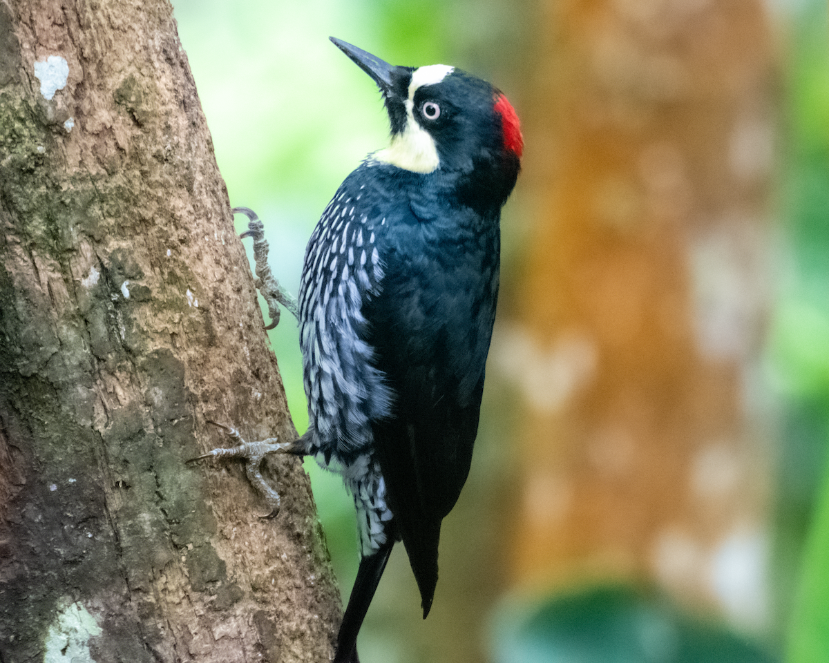 Acorn Woodpecker - ML611382027
