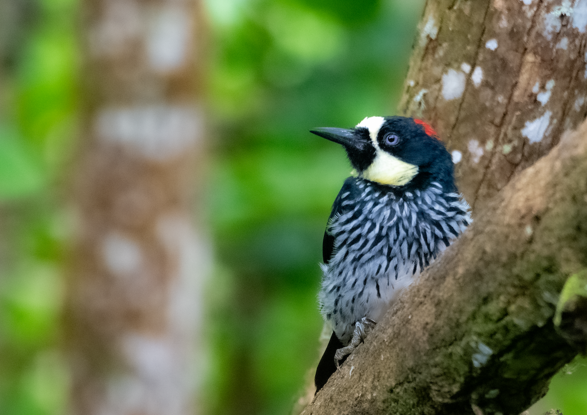 Acorn Woodpecker - ML611382028