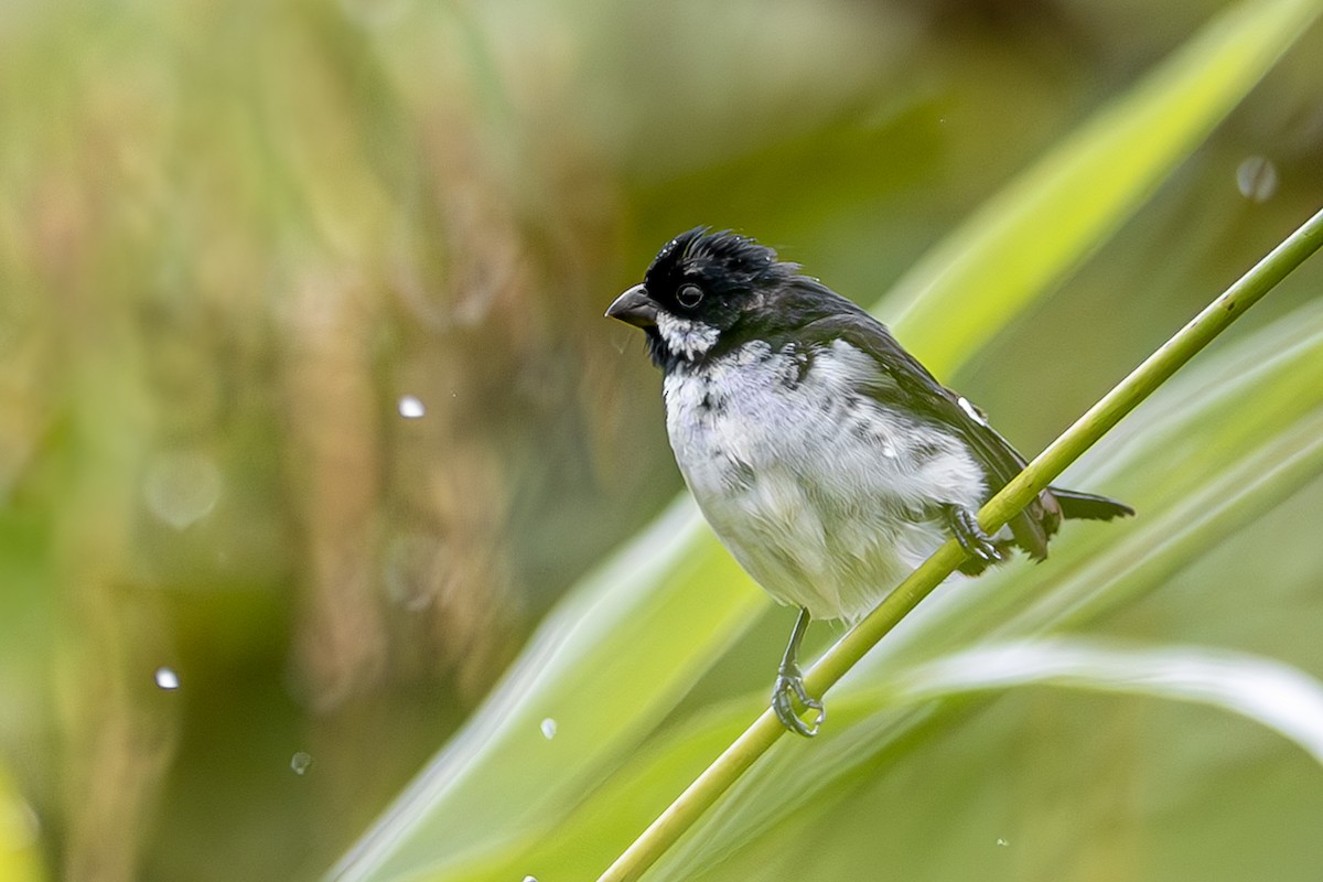 Lesson's Seedeater - Jose Juan Pamplona