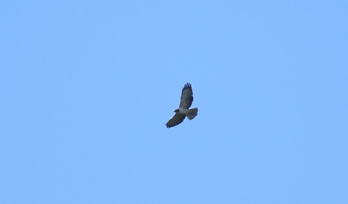 Short-tailed Hawk - ML611382500