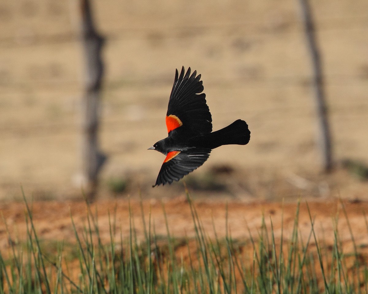 Red-winged Blackbird - ML611382680