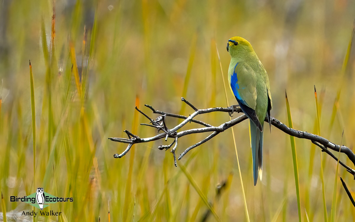 Blue-winged Parrot - ML611382765