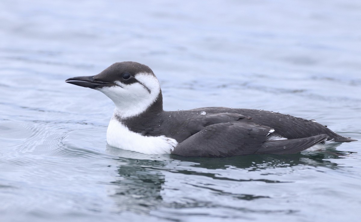 Common Murre - Jennifer Hansen