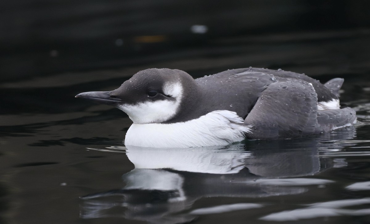 Common Murre - ML611382852