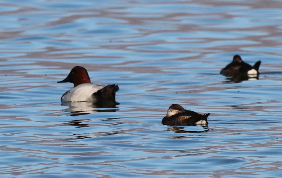 Canvasback - ML611382899