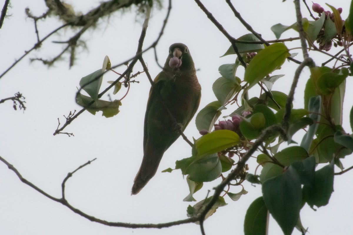 Brown-breasted Parakeet - ML611382906