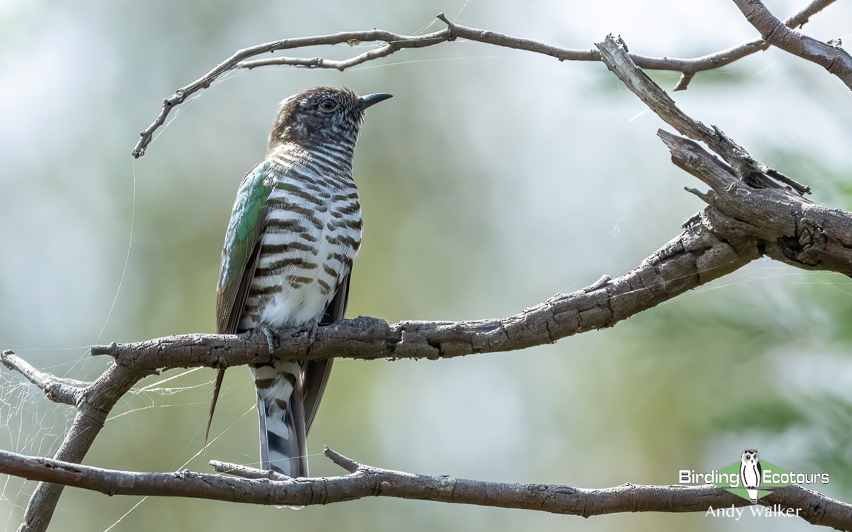 Shining Bronze-Cuckoo (Golden) - ML611382912