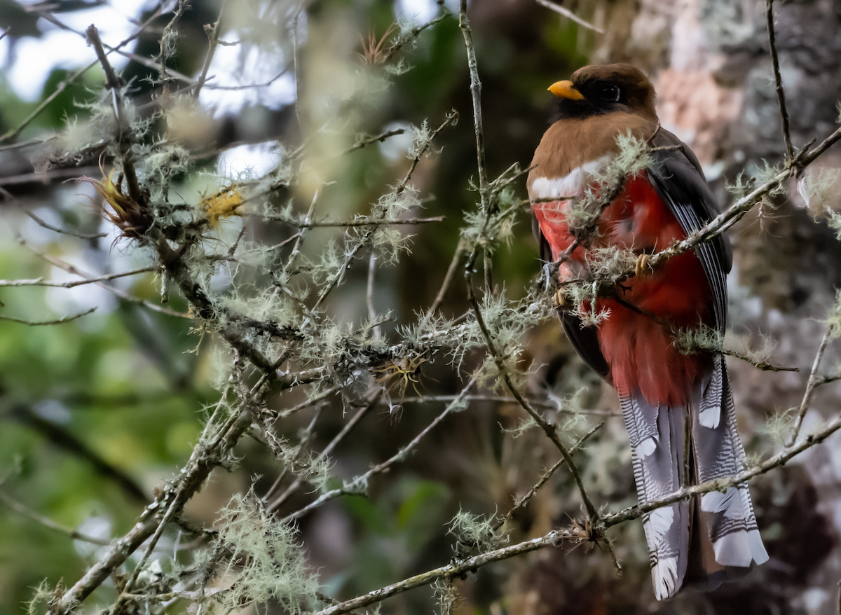 Masked Trogon - ML611382923