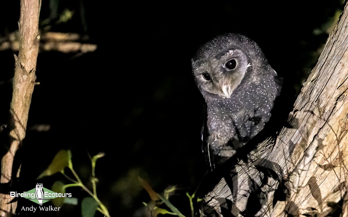 Sooty Owl (Greater) - Andy Walker - Birding Ecotours