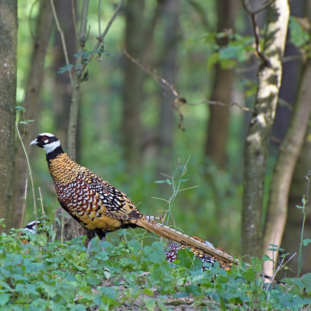 Reeves's Pheasant - ML611382947