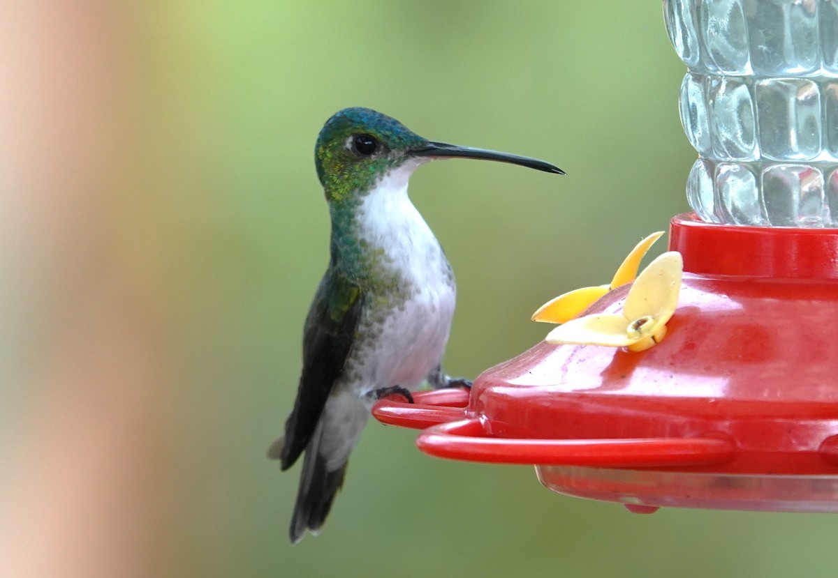 kolibřík andský - ML611382951