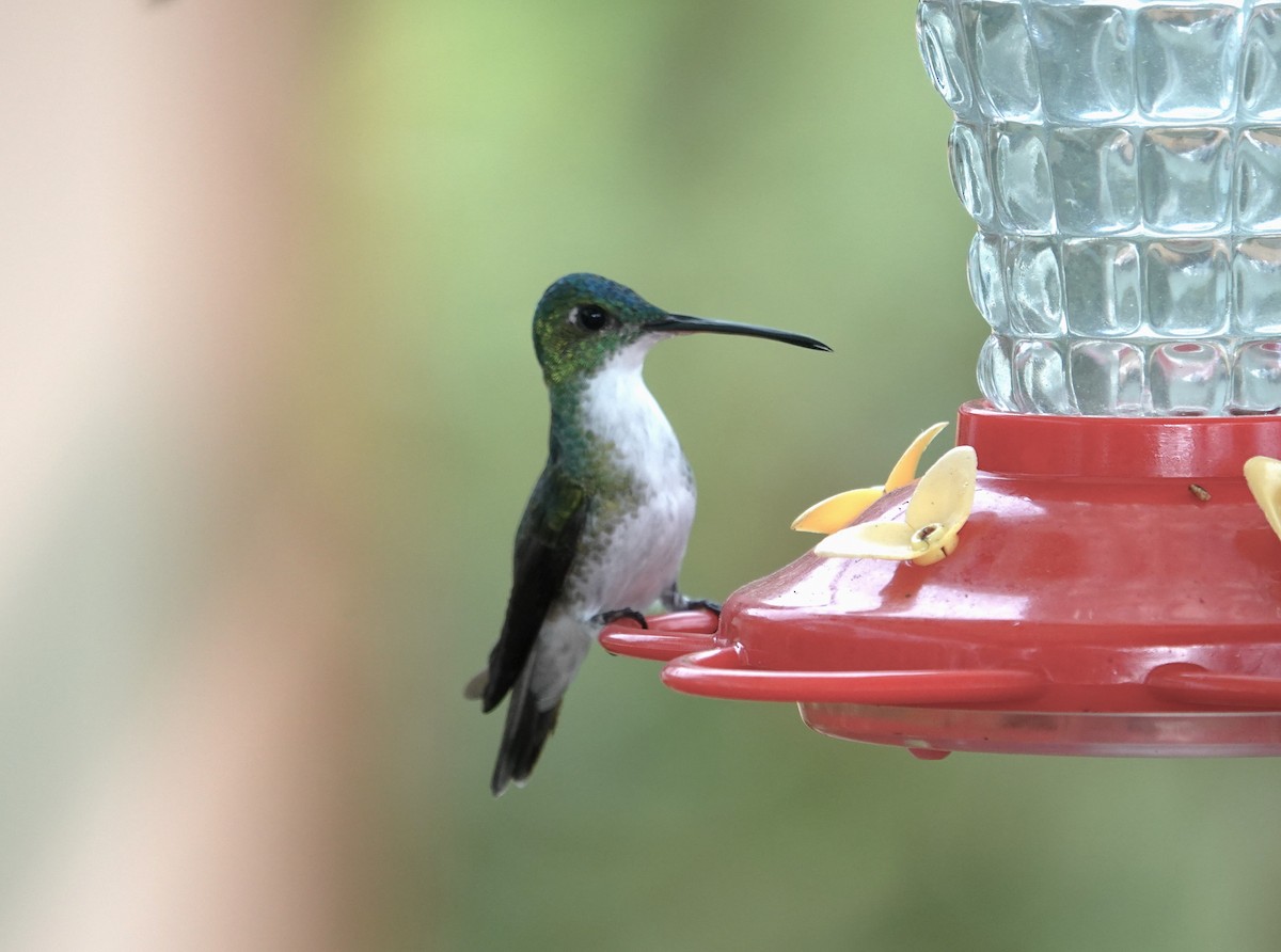 kolibřík andský - ML611382952